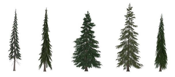 Groene dennen, kerstbomen geïsoleerd op witte achtergrond. Banner design, 3D illustratie - Foto, afbeelding