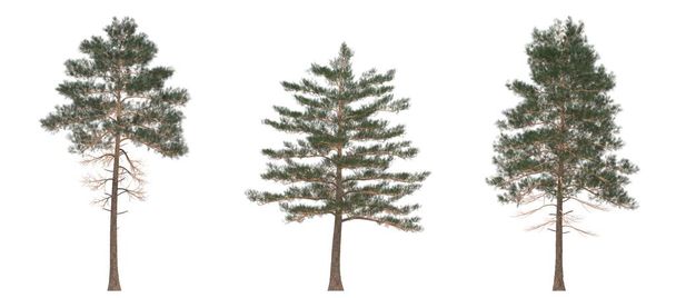 Green Pine, christmas trees isolated on white background. Banner design, 3D illustration - Photo, Image