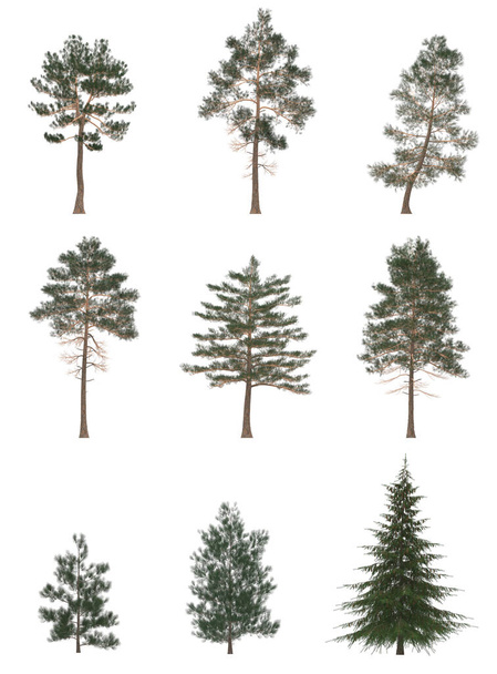 Yeşil Çam, beyaz arka planda izole edilmiş noel ağaçları. Sancak tasarımı, 3B illüstrasyon - Fotoğraf, Görsel