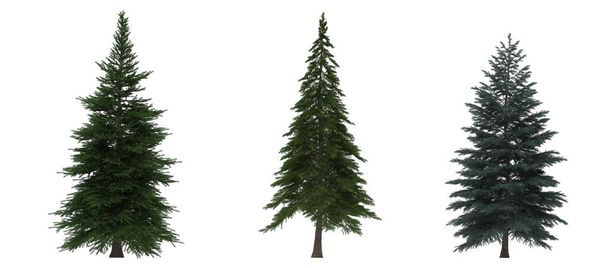 Pino Verde, árboles de Navidad aislados sobre fondo blanco. Diseño de banner, ilustración 3D - Foto, Imagen