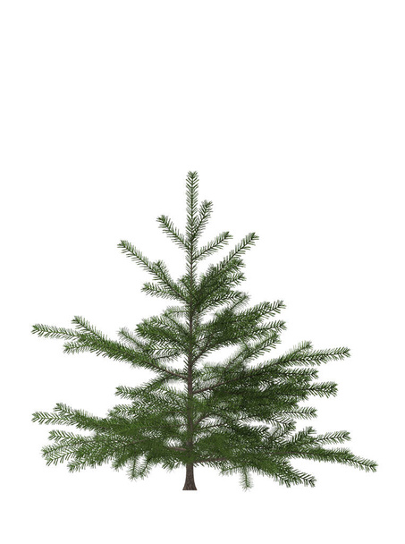 Green Pine, árbol de navidad aislado sobre fondo blanco. Diseño de banner, ilustración 3D - Foto, Imagen
