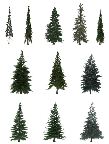 Pino Verde, árboles de Navidad aislados sobre fondo blanco. Diseño de banner, ilustración 3D - Foto, imagen