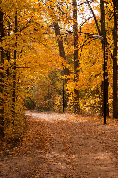 camino en el parque de otoño - Foto, imagen