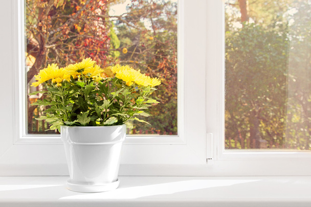 pot de fleurs avec chrysanthème jaune sur le rebord de la fenêtre
 - Photo, image