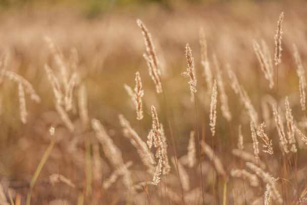 Ripe spikelets in wheat field - Foto, imagen