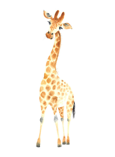 Плакат с жирафом. Иллюстрация животного жирафа акварелью на белом фоне. - Фото, изображение
