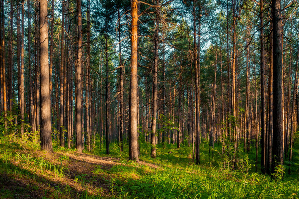 coucher de soleil lumineux dans les bois, fond de forêt naturelle - Photo, image