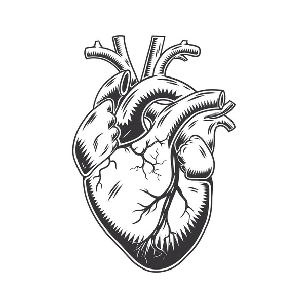 Menschliches Herz anatomisch von Hand gezeichnete Linienkunst. Vintage Flash Tattoo oder Print Design Vektor Illustration. - Vektor, Bild