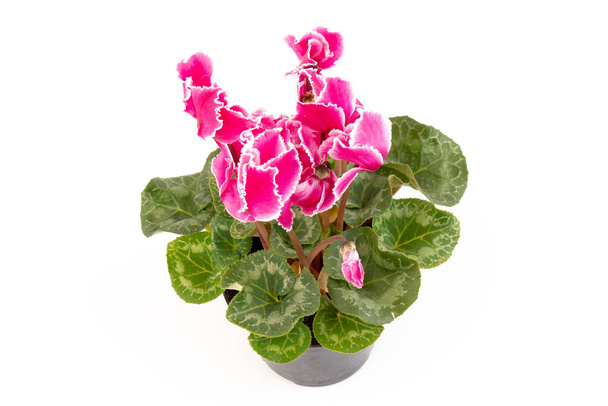 Pink cyclamen isolated on white background photo. Single stem Lobe Twist There are pink and white flowers blooming. - Photo, Image