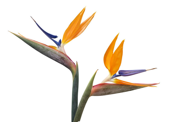 Bird of Paradise Flowers Isolated on White Background with Clipping Path - Fotoğraf, Görsel