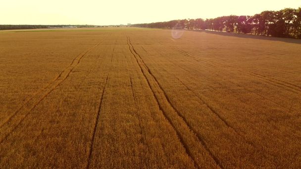Voando sobre o campo de trigo amarelo maduro durante o pôr do sol. Brilho solar - Foto, Imagem
