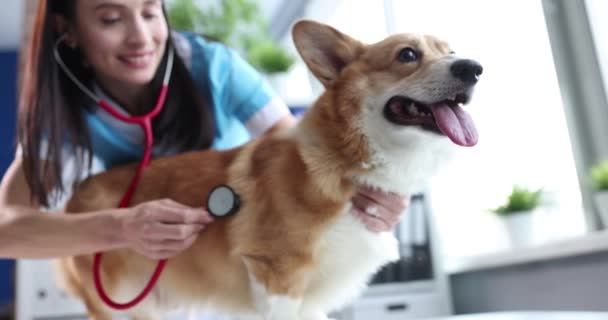 Lääkäri tutkii koiran eläinlääkärin klinikalla hidastettuna 4k elokuva - Materiaali, video