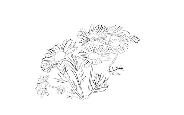 chamomile flower sketch pattern  - Vector, Image