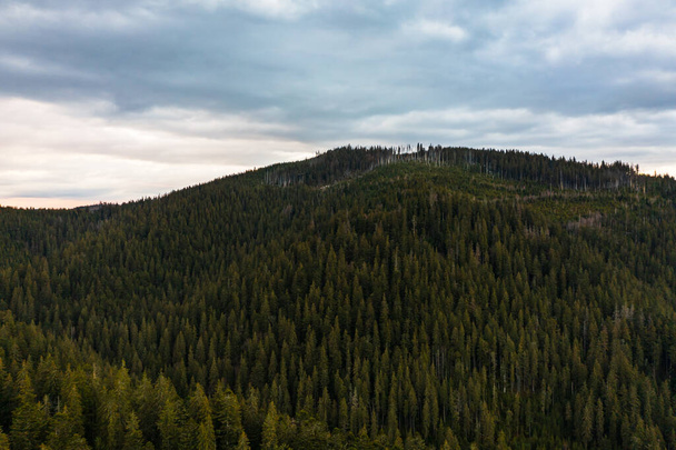 Viejos bosques de abetos de Ucrania, las cimas de los Cárpatos, por encima de las montañas, bosques ecológicamente limpios. - Foto, Imagen