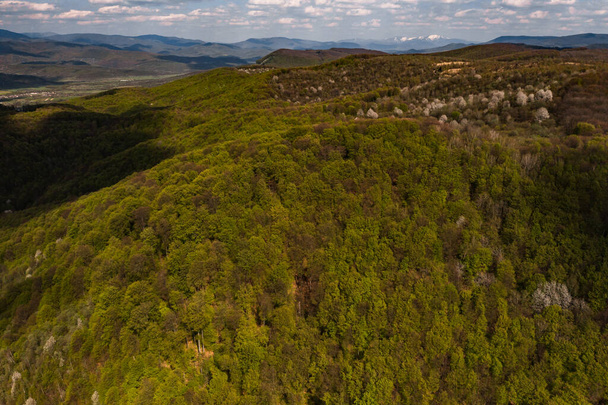 Старі ялинові ліси України, вершини Карпат, над горами, екологічно чисті ліси.. - Фото, зображення