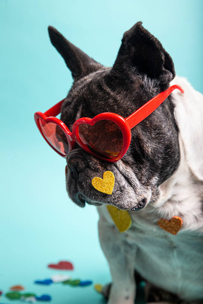 смішний французький бульдог з червоними серцевими окулярами
 - Фото, зображення