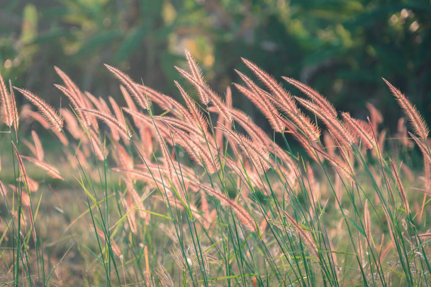 La luz del sol en la flor de hierba que fluye en viento duro en un campo abierto al aire libre. - Foto, imagen