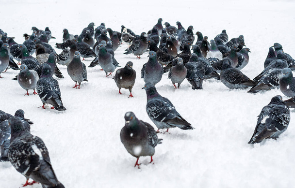 Una gran bandada de palomas salvajes de color gris azulado camina por la calle con nieve blanca recién caída. Nieva.. - Foto, imagen
