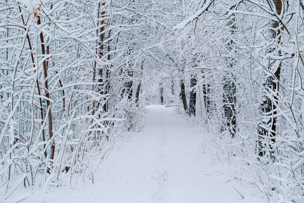 Allée dans la forêt enneigée d'hiver. Un chemin parcouru par les gens entre les arbres enneigés. - Photo, image