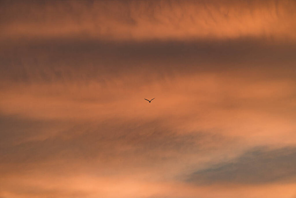 силует птаха, що літає у віддалені рожеві хмари літнього вечора
. - Фото, зображення