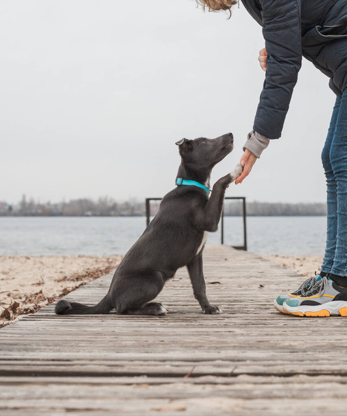 A gray dog with a white chest on a mint-colored leash walks with a man on the beach - Photo, image