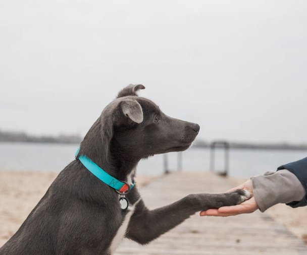 A gray dog with a white chest in a mint-colored collar gives a paw to a girl on the beach - Fotó, kép