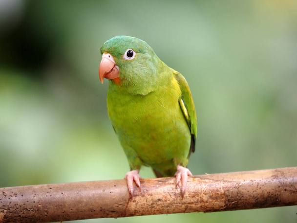 The orange-chinned parakeet, Brotogeris jugularis, eats papaya fruit. Costa Rica  - Photo, Image