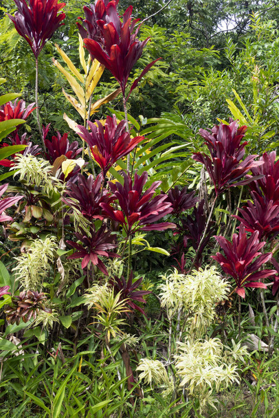 Una colorida mezcla de hermosas plantas tropicales florecientes. Costa Rica  - Foto, imagen