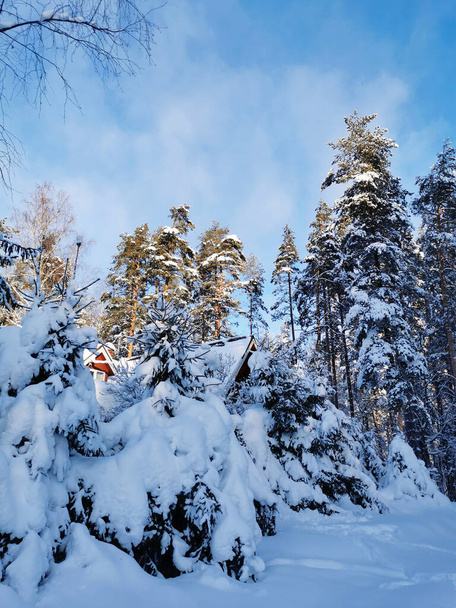 Заснеженные ветви ели, согнутые под тяжестью снега, в морозный зимний день на фоне неба с облаками и высокими соснами. Русская зима. - Фото, изображение