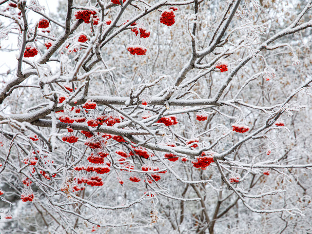 Rote Vogelbeeren unter Schnee, auf trockenen Ästen mit weißem, flauschigem Schneehintergrund, Eberesche. Selektiver Fokus - Foto, Bild