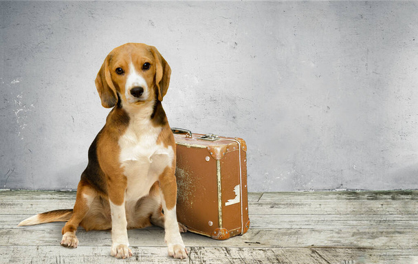 Söpö beagle-koira istuu vanhan vintage-matkalaukun lähellä. Koditon koira. Kopioi tila - Valokuva, kuva