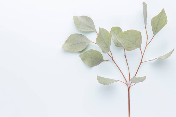 Green leaves eucalyptus on pastel background. flat lay, top view. - 写真・画像