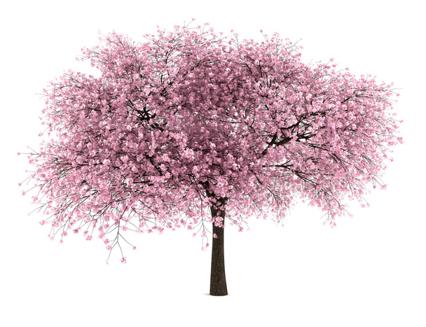 Albero di ciliegio aspro isolato su sfondo bianco
 - Foto, immagini