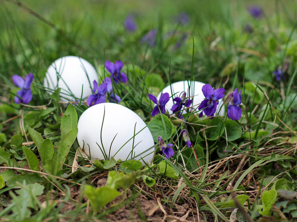 Composition des œufs de Pâques parmi l'herbe et les primevères de violettes
. - Photo, image