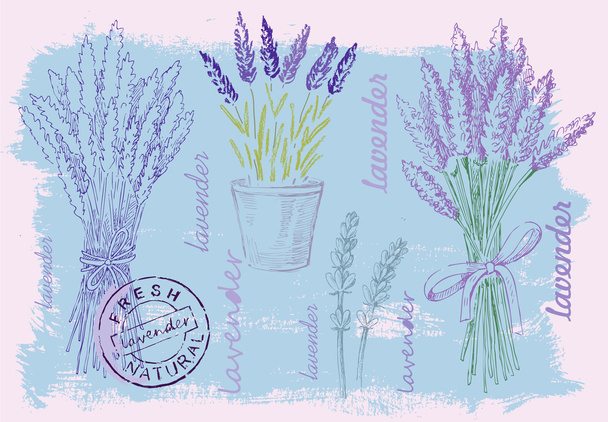 illustration of lavender - Vettoriali, immagini