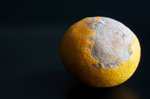 Dried old orange on a black gradient background. The concept of food and fruit spoilage. Close-up - Photo, Image