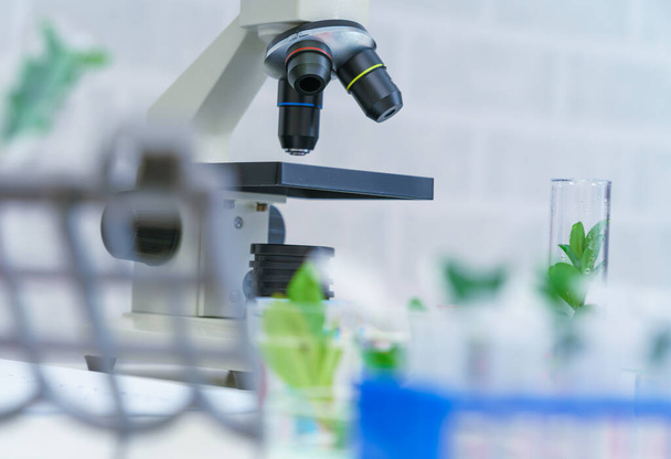 Microscope and young plant in science test tube , lab research biochemistry , biotechnology concept - 写真・画像