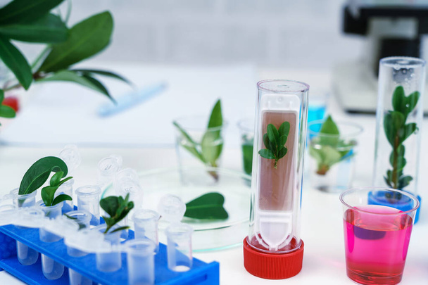 Microscope and young plant in science test tube , lab research  - Photo, image