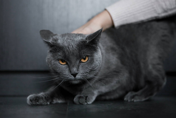 Blue shorthair cat. House animal. Gray cat - Foto, Bild