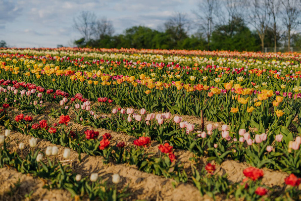 Yellow Purple and Red Fresh Tulips Blooming on Field at Flower plantation Farm - Фото, изображение