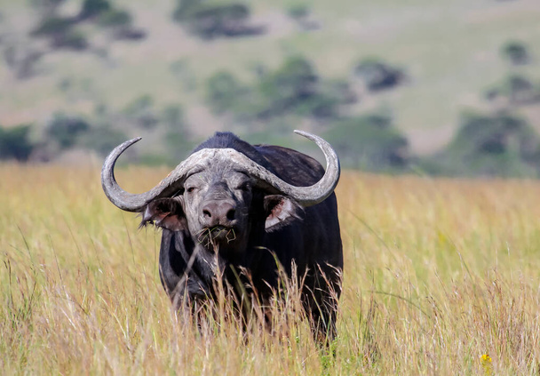 Le taureau sauvage d'un buffle africain avec de grandes cornes se tient alerte dans la savane. Grand mâle solitaire buffle regarde agressivement.  - Photo, image