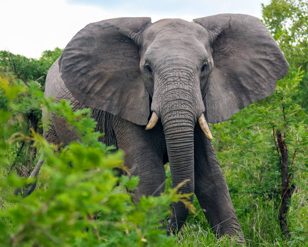 Слон атакует через кусты акации с широко открытыми ушами. Мужчина-африканский слон агрессивно идет вперед сквозь заросли высоких кустов. - Фото, изображение