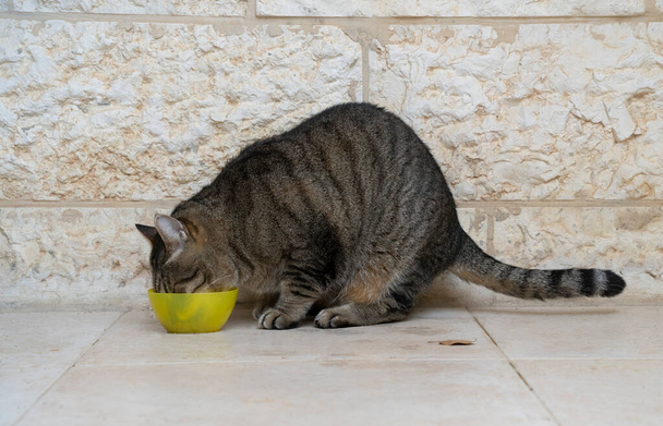 Un chat de ruelle tabby mangeant dans un bol jaune dans une rue de Jérusalem, en Israël. - Photo, image