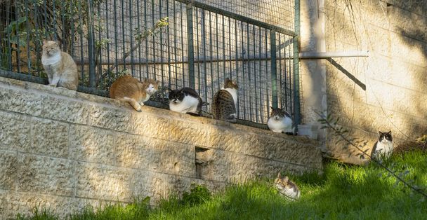 A group of alley cats catching some sun on a winter day in a Jerusalem, Israel, street. - Photo, Image