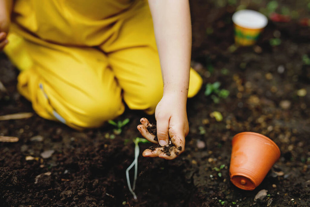 Detailní záběr rukou malé školačky, která vysázela na zahradě sazenice slunečnic. Dítě batole se učí zahradničení, výsadbě a pěstování květin a rostlin. Děti a ekologie, koncepce životního prostředí. - Fotografie, Obrázek