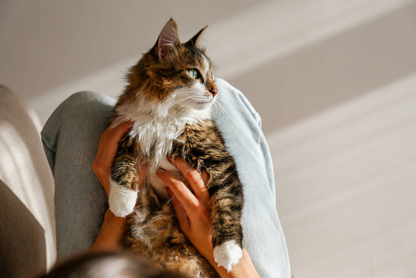 Cropped shot of young woman holding her cute domestic cat with green eyes. Unrecognizable female petting purebred straight-eared long hair kitty on her lap. Background, copy space, close up. - Foto, imagen