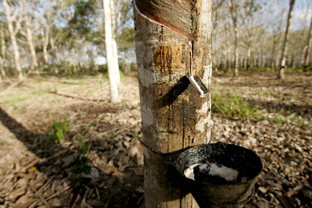 itabela, bahia, Brasil - 9 de julio de 2009: extracción de látex de un árbol de caucho en una plantación en la ciudad de Itabela, en el sur de Bahía. - Foto, Imagen