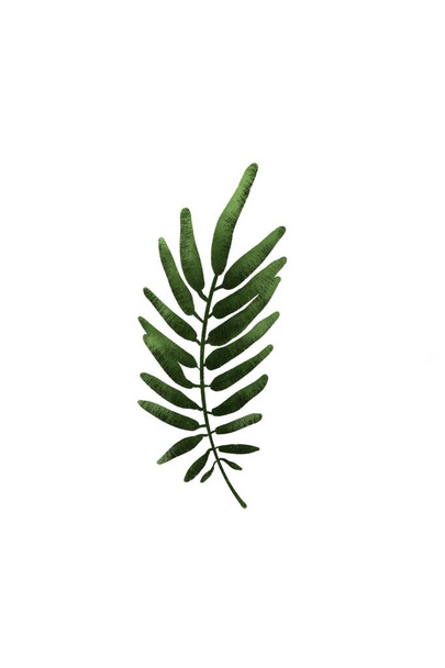 Mimosa branch leaf isolated on a white background - Φωτογραφία, εικόνα