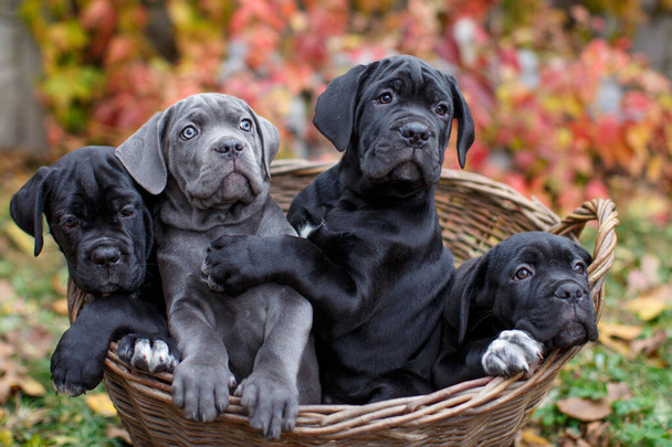 Four cute puppies Cane Corso - gray and three black sit in a wicker basket in the garden against the background of multi-colored wild grapes - Zdjęcie, obraz