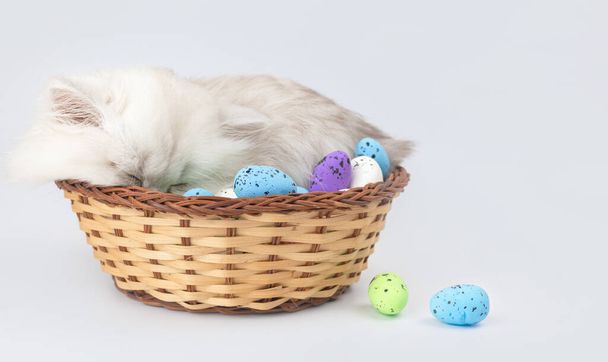 Симпатичный котенок с пасхальными яйцами в плетеной корзине. Студийный снимок Пасхальный весенний фон. Длинноволосая кошка - Фото, изображение